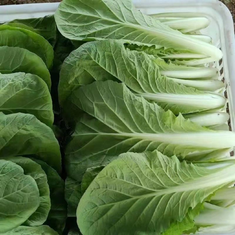 山东奶白菜鲜嫩可口大量上市自有大型冷库一条龙