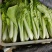 山东奶白菜鲜嫩可口大量上市自有大型冷库一条龙