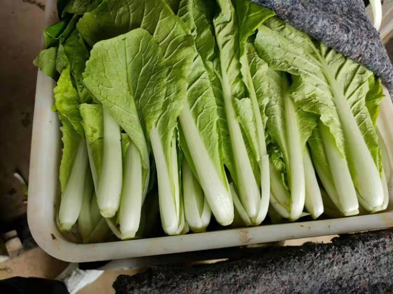 山东奶白菜鲜嫩可口大量上市自有大型冷库一条龙