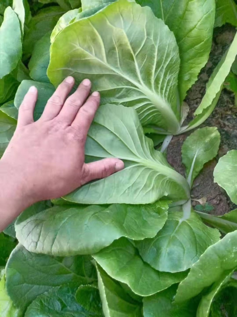 山东奶白菜鲜嫩可口大量上市自有大型冷库一条龙