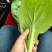 山东奶白菜鲜嫩可口大量上市自有大型冷库一条龙