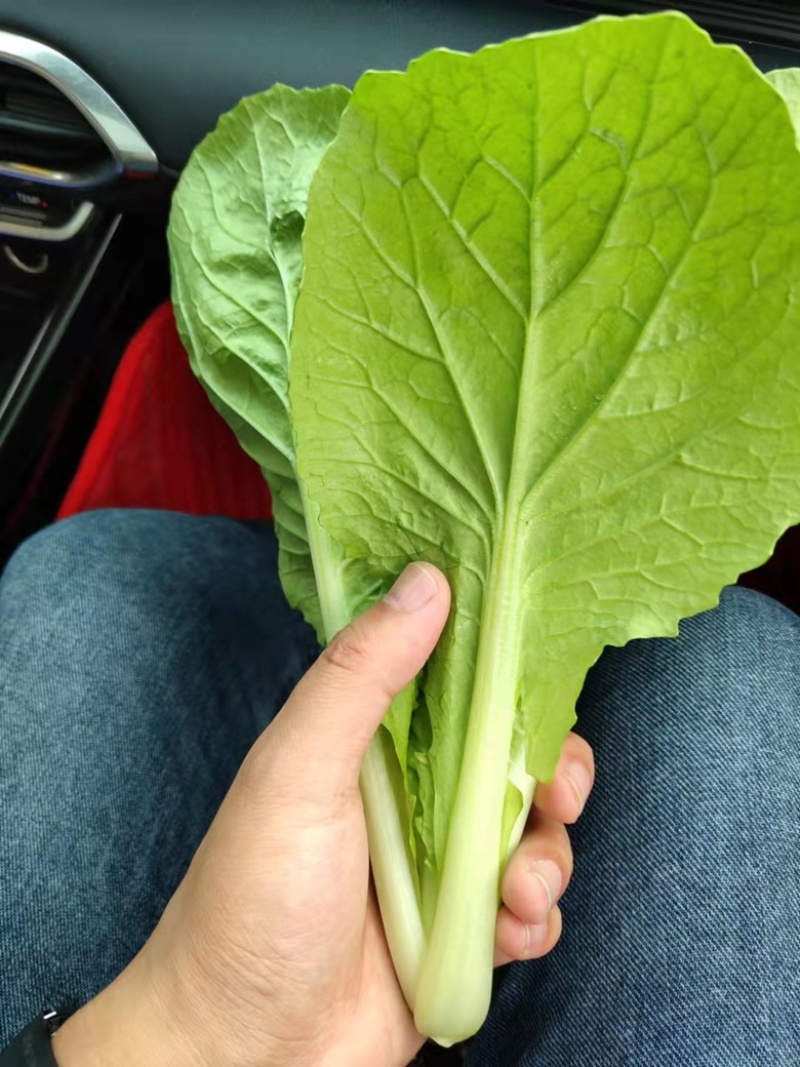 山东奶白菜鲜嫩可口大量上市自有大型冷库一条龙