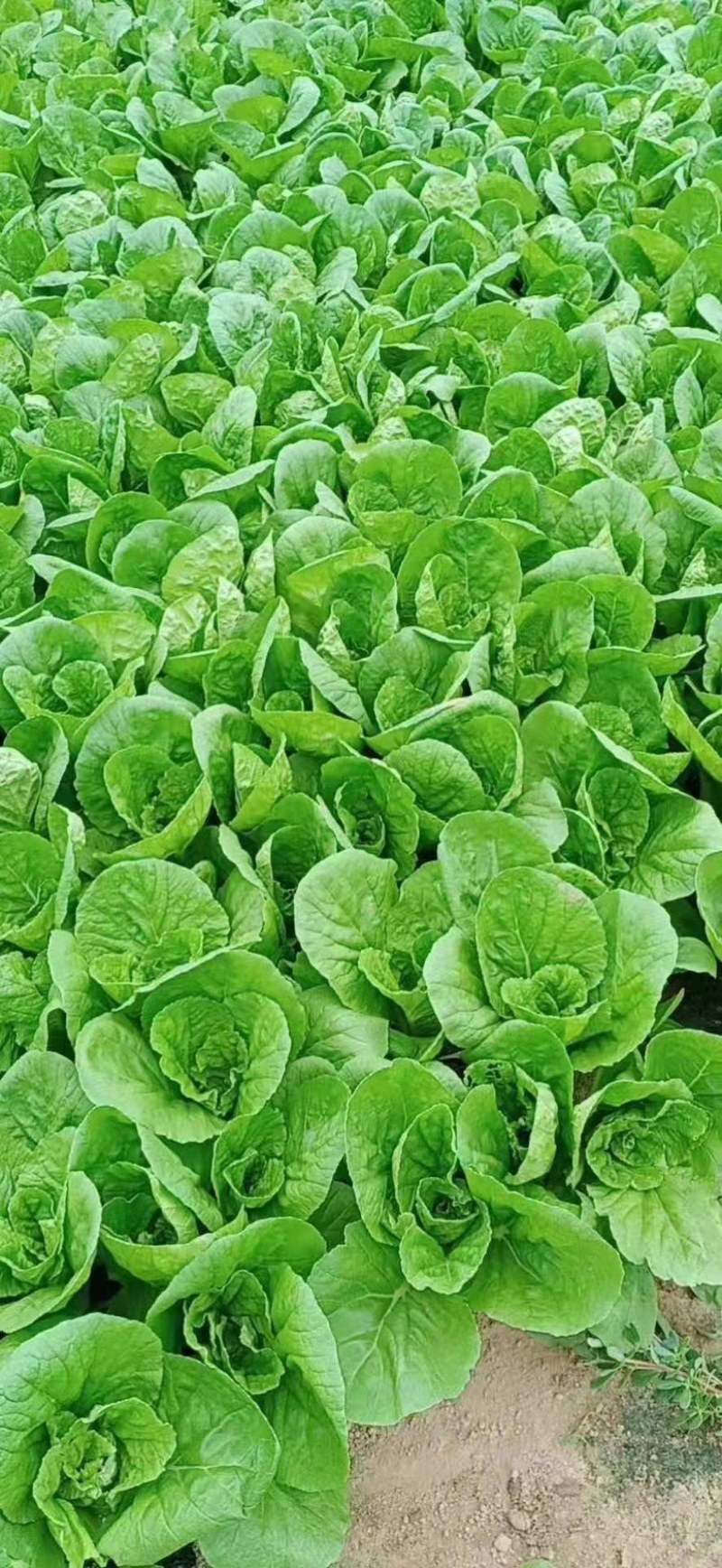 山东奶白菜鲜嫩可口大量上市自有大型冷库一条龙