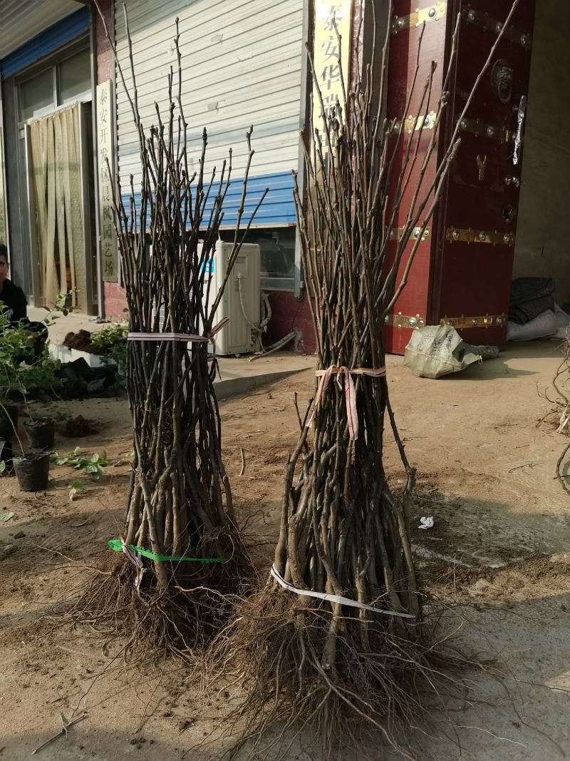 秋月梨树苗脆甜多汁秋月梨树苗现挖现发成活率高基地直销
