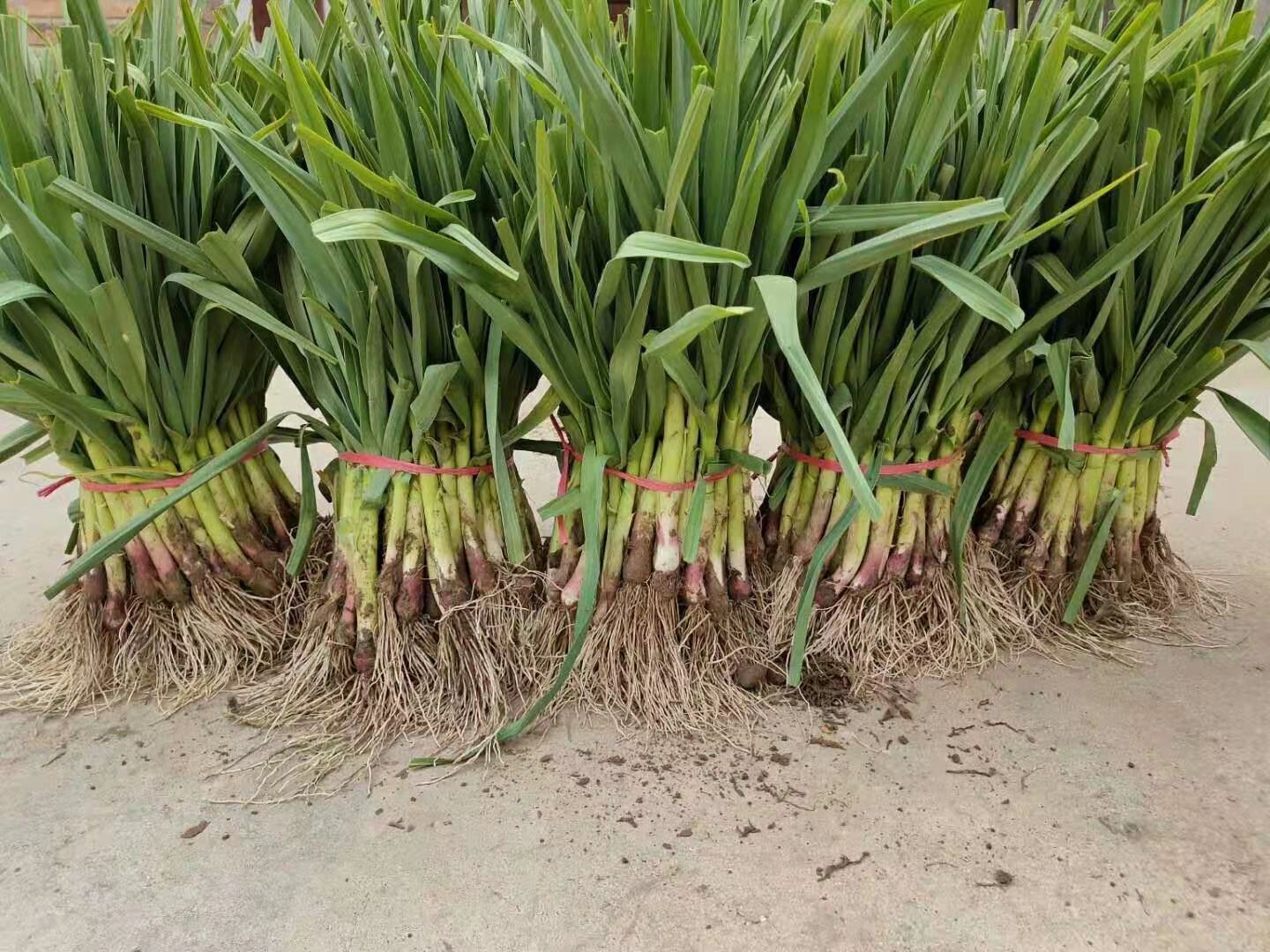 清炒红根蒜苗出锅装盘特写