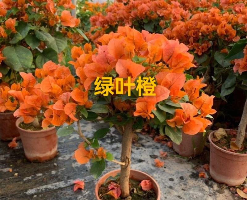三角梅/地苗/杯苗/云南紫三角梅/三角花/叶子花/叶子梅