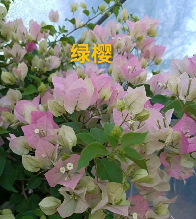 三角梅/地苗/杯苗/云南紫三角梅/三角花/叶子花/叶子梅
