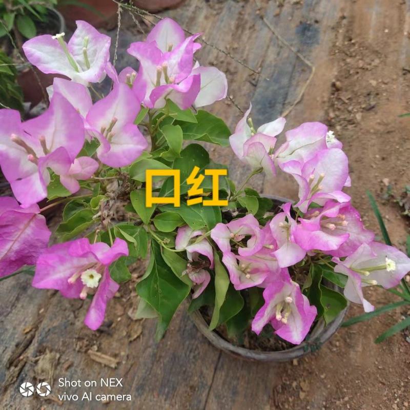 三角梅/地苗/杯苗/云南紫三角梅/三角花/叶子花/叶子梅