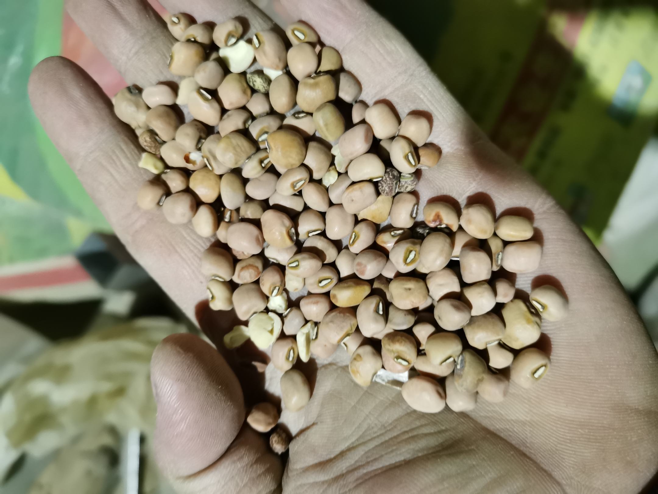 豇豆与芸豆营养对比图表