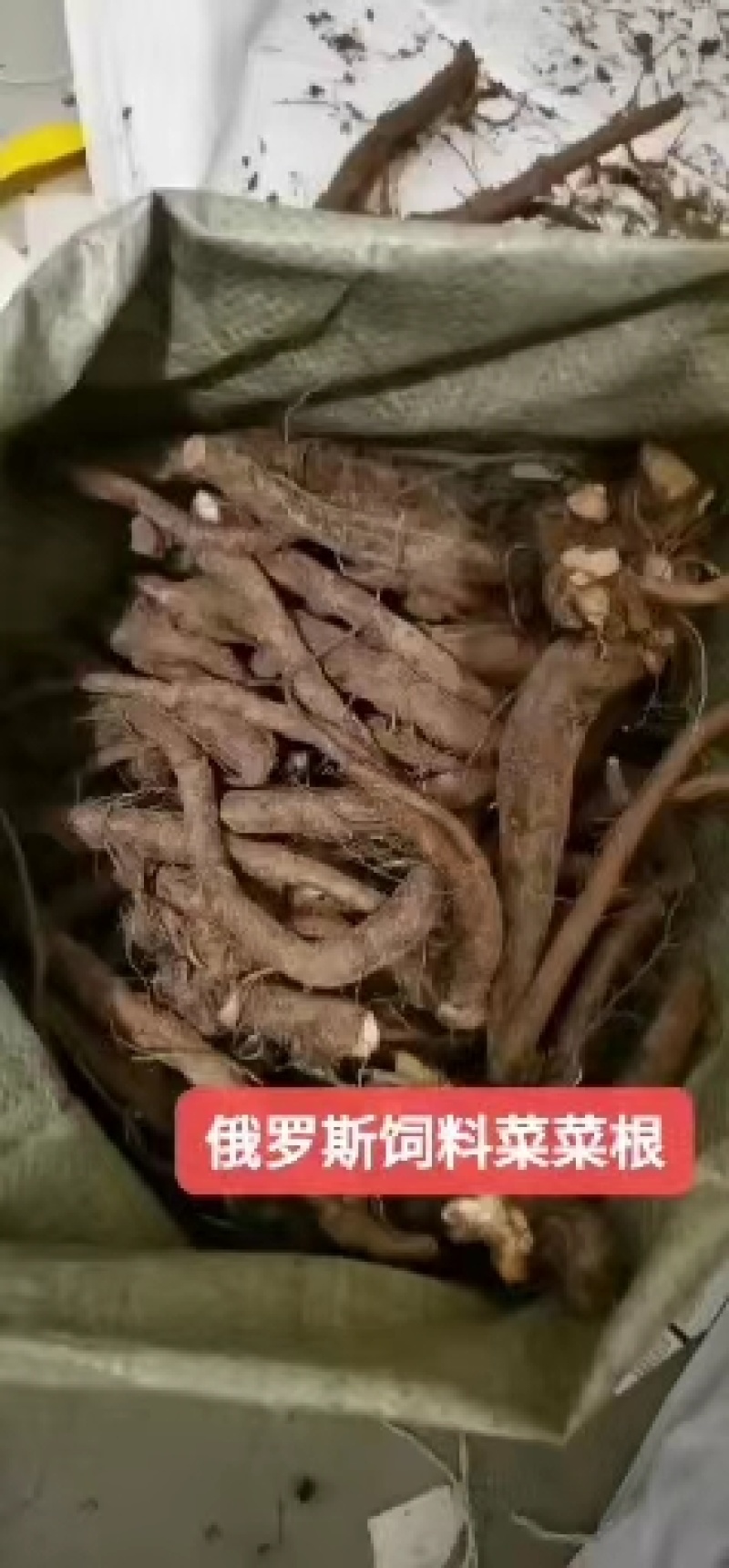 俄罗斯饲料菜种子聚合草种子牧草种子发芽率高
