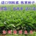 俄罗斯饲料菜种子聚合草种子牧草种子发芽率高