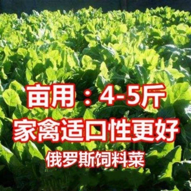 俄罗斯饲料菜种子聚合草种子牧草种子发芽率高