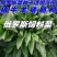 俄罗斯饲料菜种子聚合草种子牧草种子发芽率高