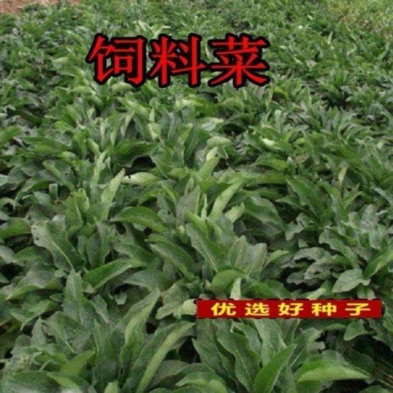 俄罗斯饲料菜种子聚合草种子牧草种子发芽率高