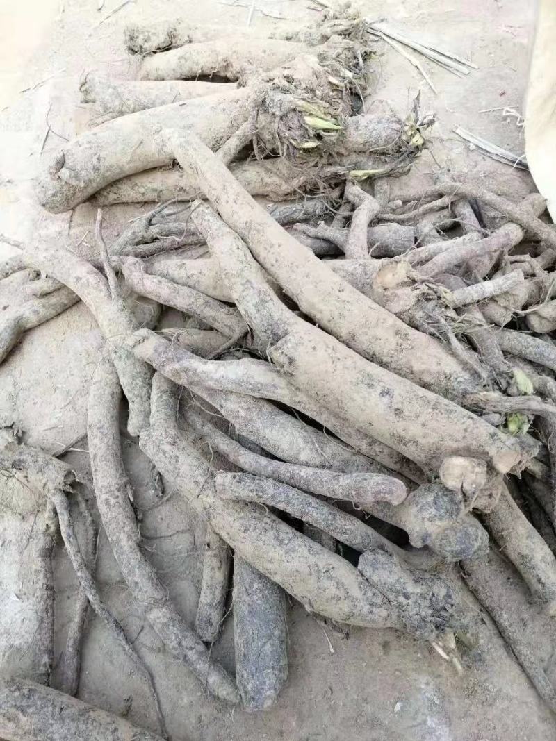 俄罗斯饲料菜种子聚合草种子牧草种子发芽率高
