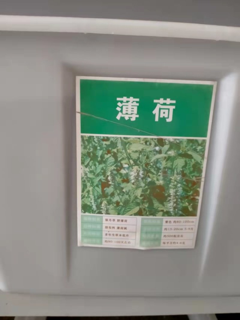 食用香水薄荷种子多年生留兰香薄荷种籽四季易种驱蚊植物花卉