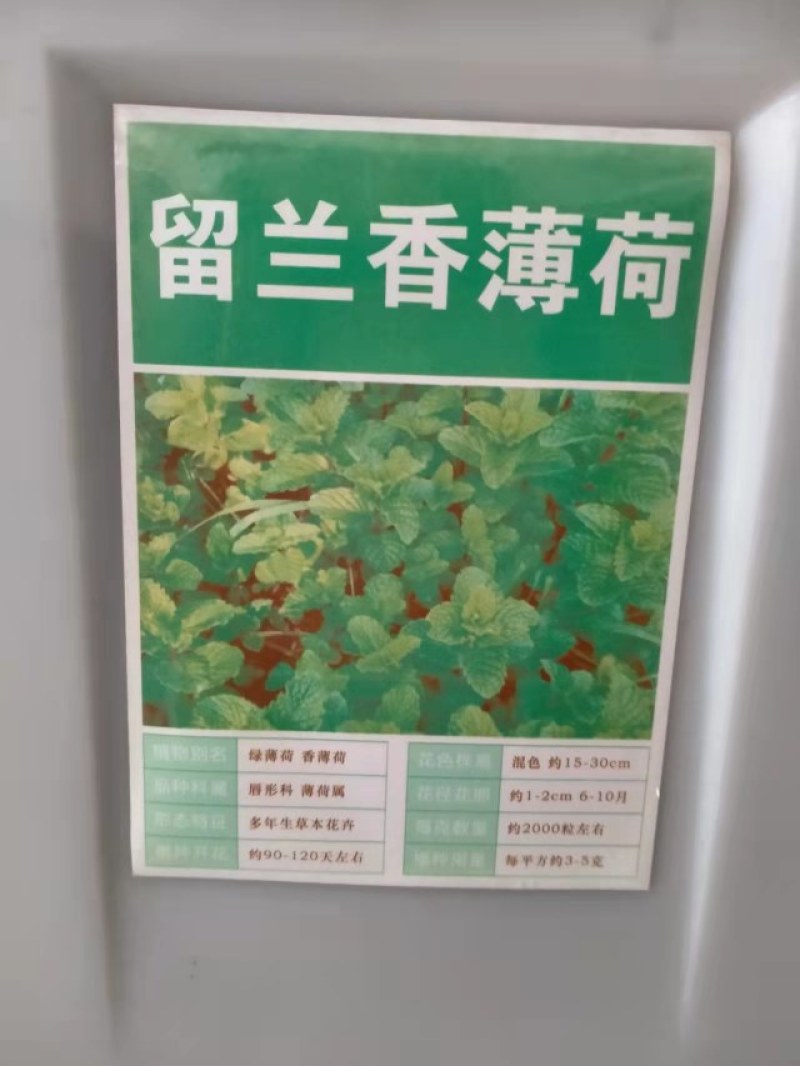 食用香水薄荷种子多年生留兰香薄荷种籽四季易种驱蚊植物花卉