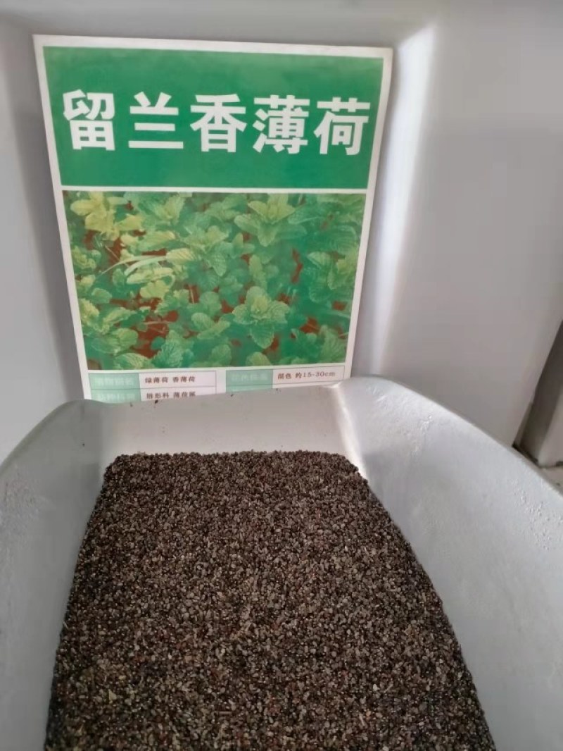 食用香水薄荷种子多年生留兰香薄荷种籽四季易种驱蚊植物花卉