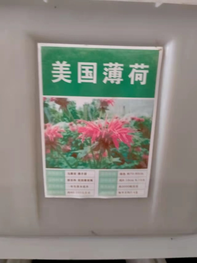 食用香水薄荷种子多年生留兰香薄荷种籽四季易种驱蚊植物花卉