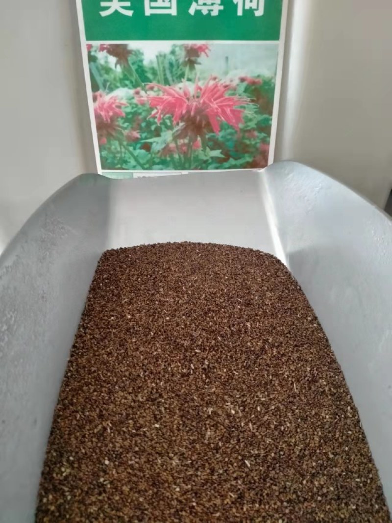 食用香水薄荷种子多年生留兰香薄荷种籽四季易种驱蚊植物花卉