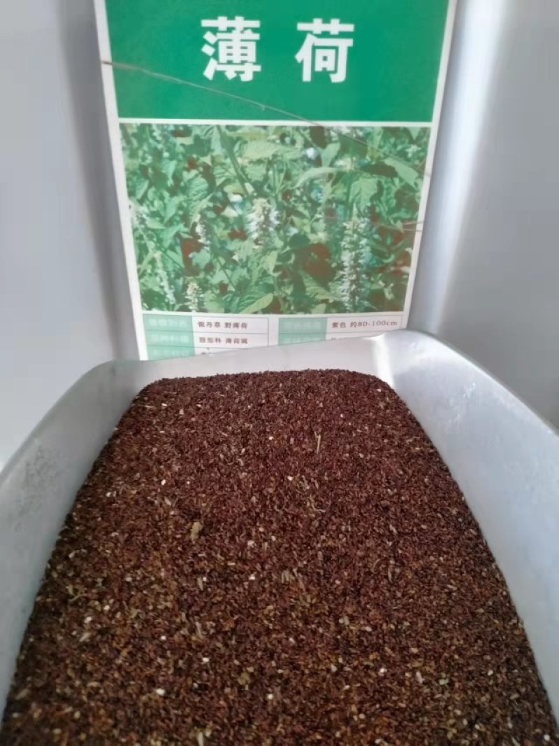 食用香水薄荷种子多年生留兰香薄荷种籽四季易种驱蚊植物花卉