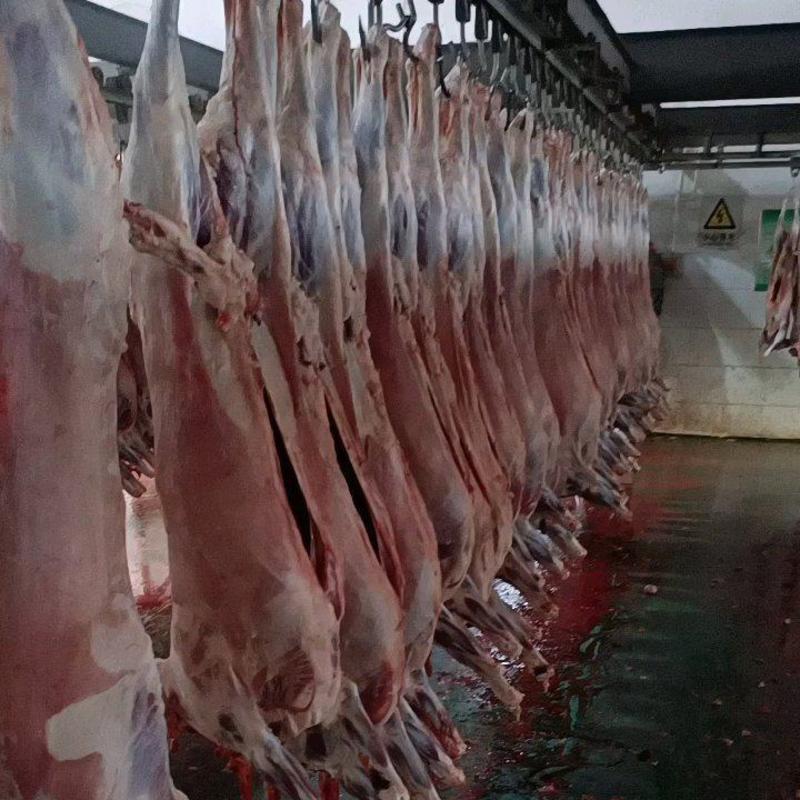 清真肉联厂鲜羊腔厂家直销一手货源保质保量需要的老板联系