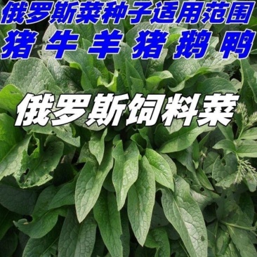 俄罗斯饲料菜种子聚合草种子牧草种子发芽率高