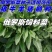 俄罗斯饲料菜种子聚合草种子牧草种子发芽率高