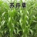 高丹草，苏丹草牧草种子养殖多年生再生牛羊