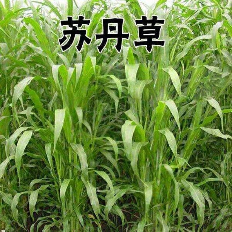 高丹草，苏丹草牧草种子养殖多年生再生牛羊