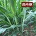 高丹草，苏丹草牧草种子养殖多年生再生牛羊