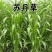 高丹草，苏丹草牧草种子养殖多年生再生牛羊