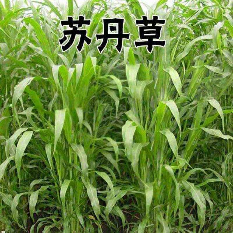 高丹草，苏丹草牧草种子养殖多年生再生牛羊