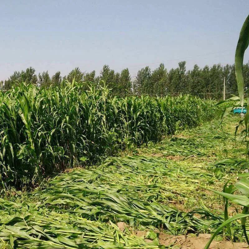 高丹草，苏丹草牧草种子养殖多年生再生牛羊