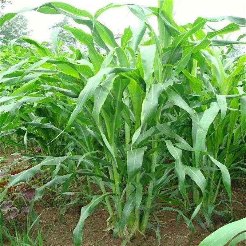 高丹草，苏丹草牧草种子养殖多年生再生牛羊
