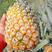 云南河口香水菠萝一手货源量大从优产地直发