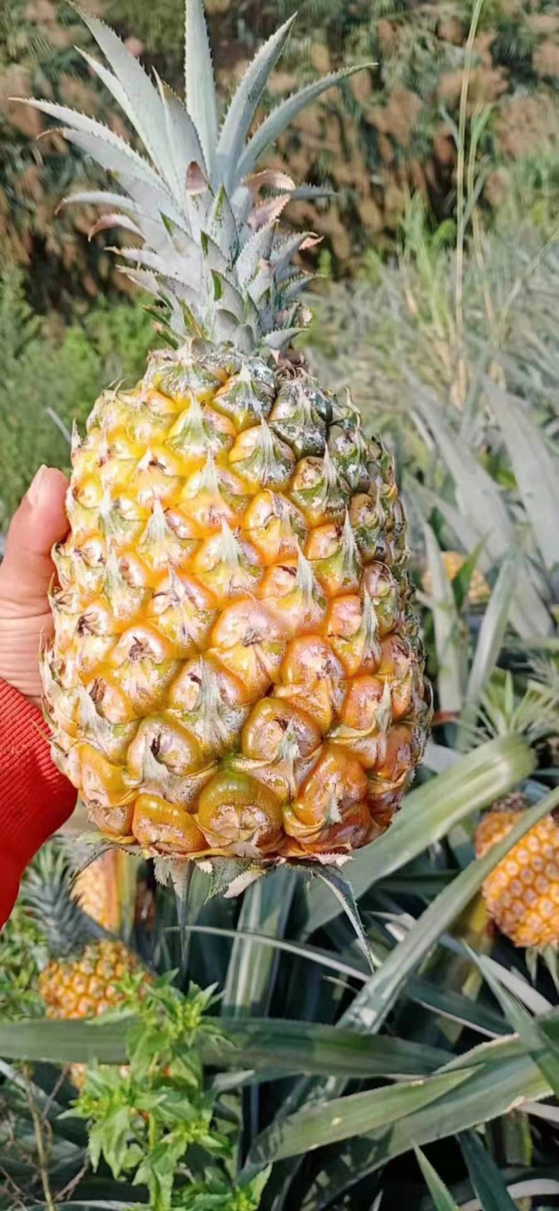 云南河口香水菠萝一手货源量大从优产地直发