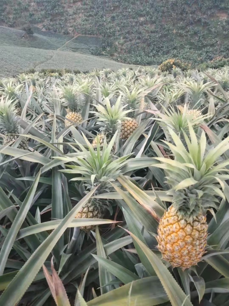 菠萝大量上市产地直发欢迎各位老板前来洽谈合作