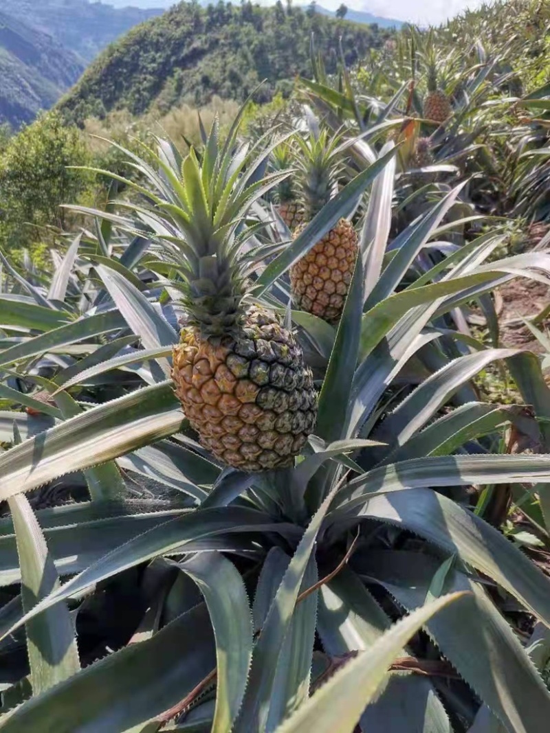 菠萝大量上市产地直发欢迎各位老板前来洽谈合作