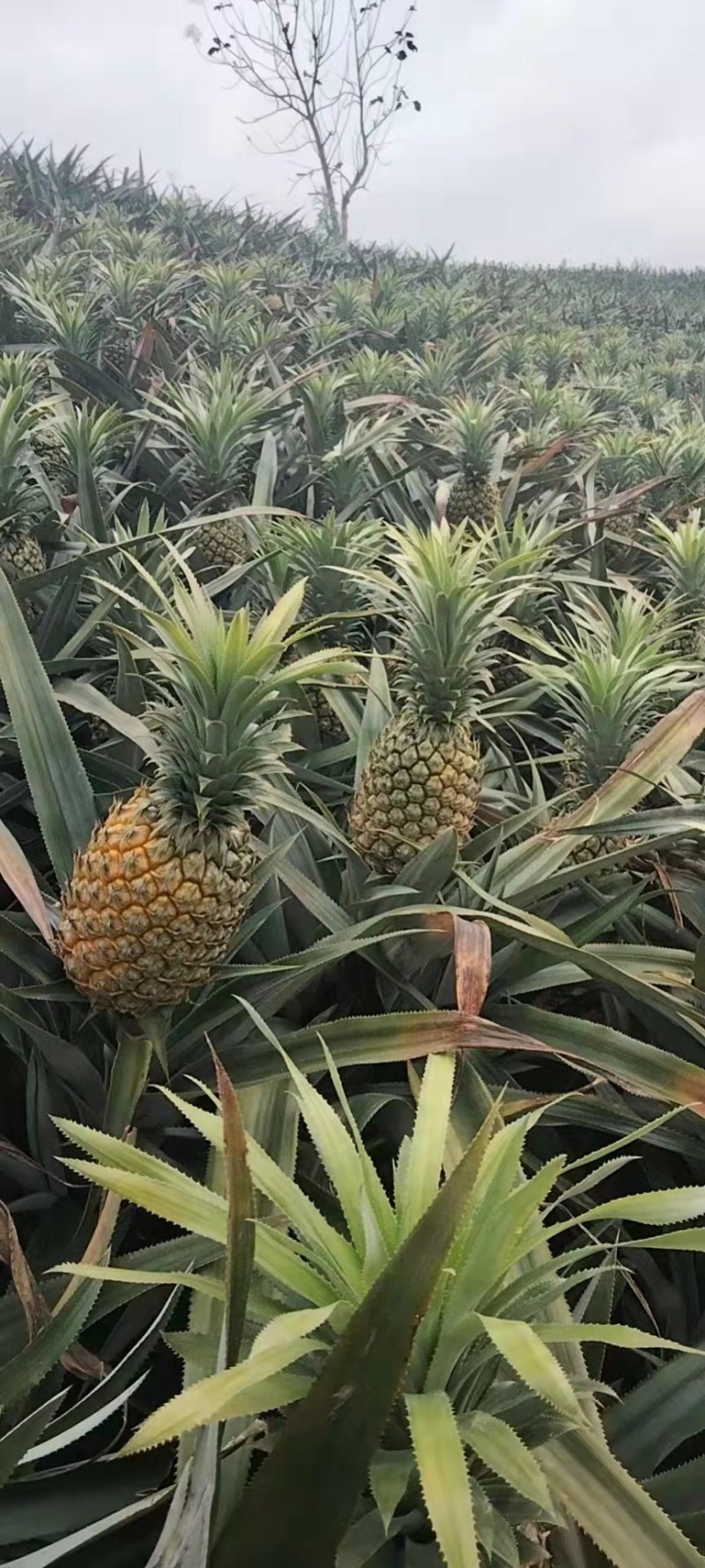 菠萝大量上市产地直发欢迎各位老板前来洽谈合作