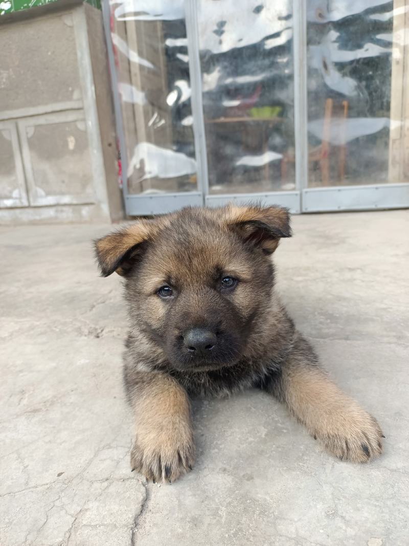 东德牧羊犬