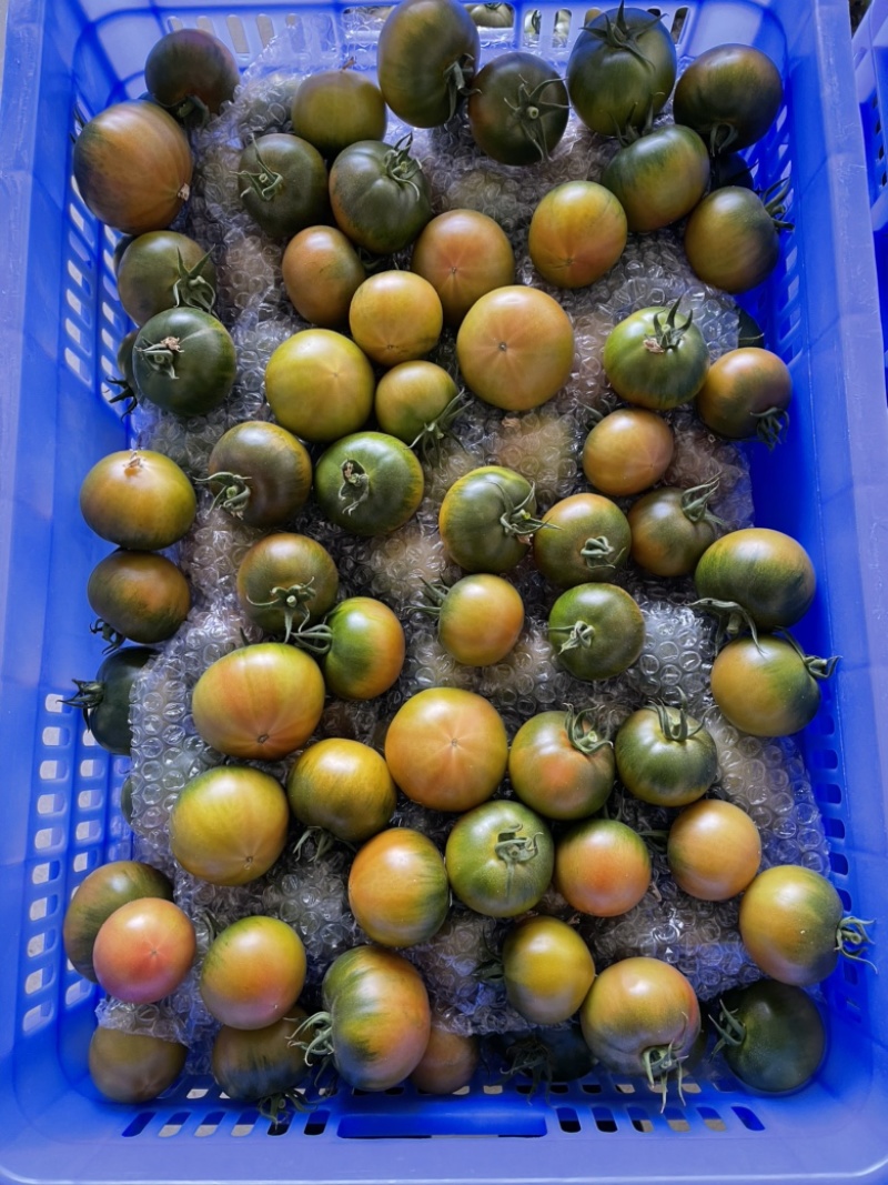 草莓番茄（糖度8度以上，大型基地，全年供应）