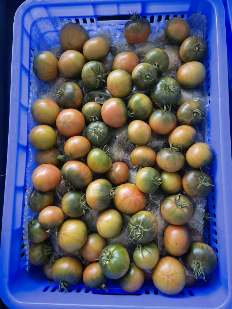 草莓番茄（糖度8度以上，大型基地，全年供应）