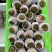 草莓番茄（糖度8度以上，大型基地，全年供应）
