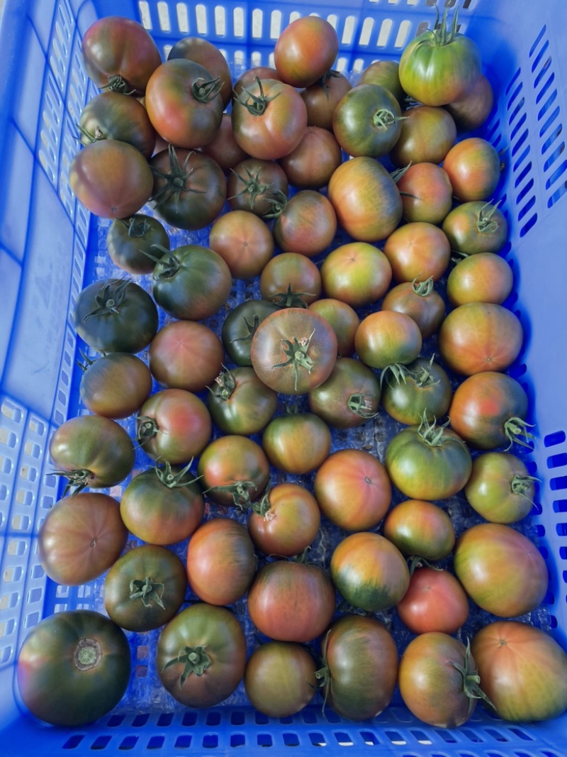草莓番茄（糖度8度以上，大型基地，全年供应）
