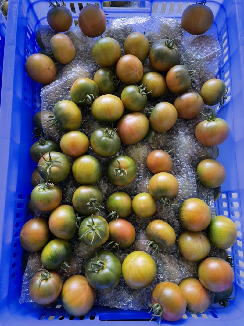 草莓番茄（糖度8度以上，大型基地，全年供应）