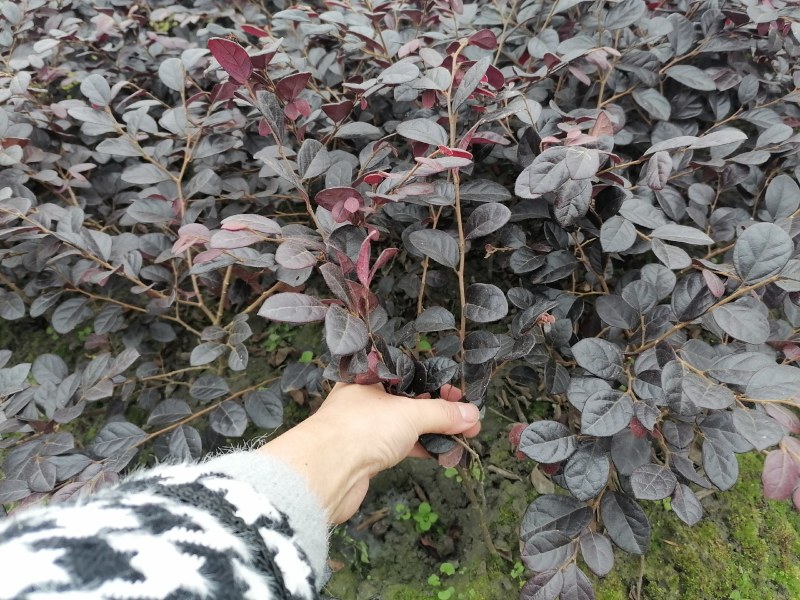 红花继木工程苗子批发基地红花继木杯苗地苗球苗