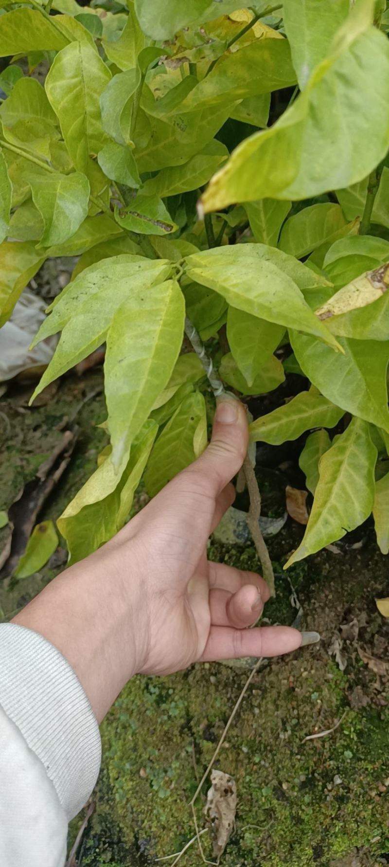 黄皮果苗30~60cmcm