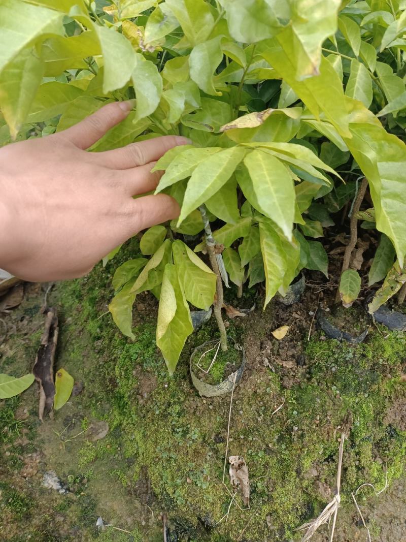 黄皮果苗30~60cmcm
