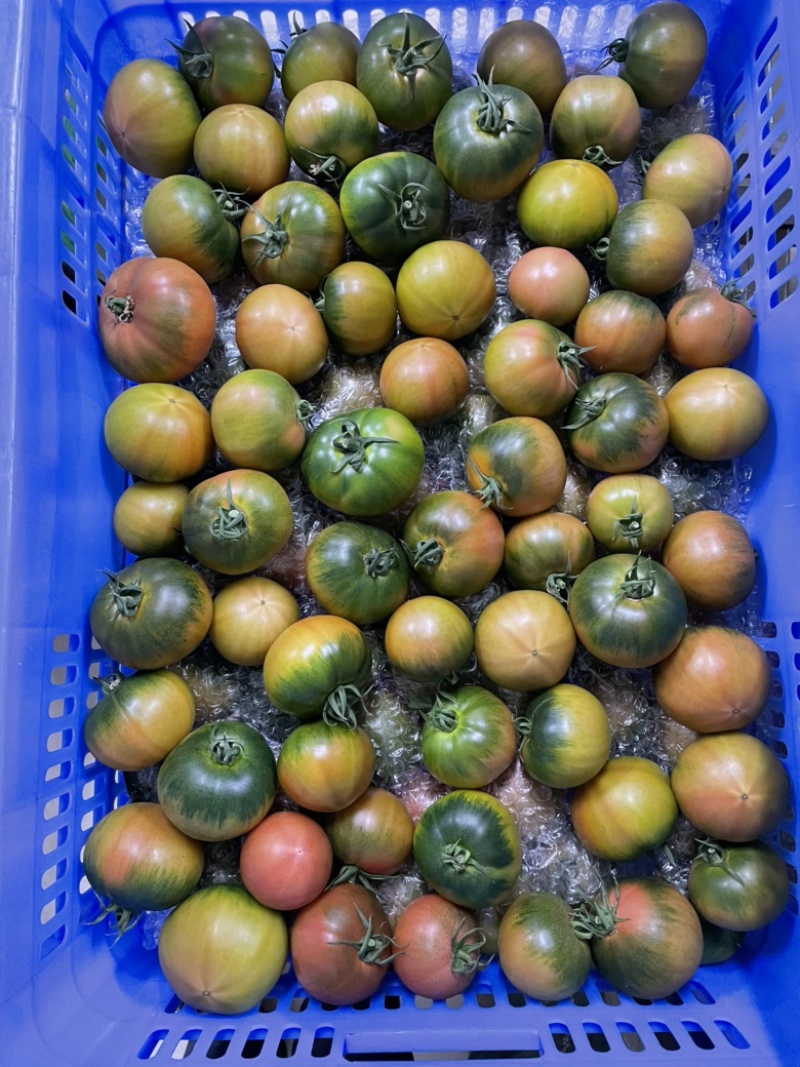 草莓番茄（糖度8度以上，大型基地，全年供应）